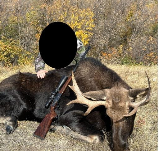 A person wearing camouflage clothes, poses with a hunted moose on grassy terrain, surrounded by green and yellow trees. The rifle is propped against the moose. The person's face has been covered with a black circle to protect identity.