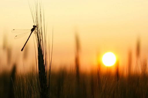 A dragonfly rests on a stalk of wheat at sunset in Weldon, Saskatchewan. This image, taken by Josiah Olson, won the grand prize of the 2024 ExploreSask Photo Contest.