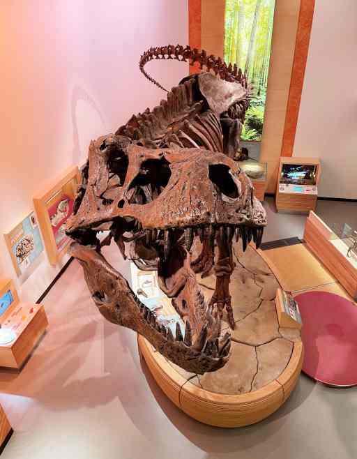 Massive Scotty the T.rex skeleton located at the Royal Saskatchewan Museum. The RSM is celebrating Dinovember with programing and activities for all ages.  