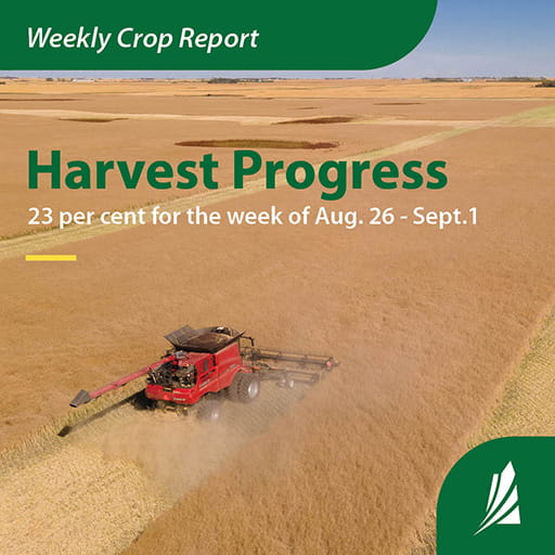 A Picture of a red combine harvesting a ripe, brown field with text overlaid on the picture. On the top of the picture, Weekly crop report is written in white text on green header and Harvest Progress is written in green colour. 23 percent for the week of August 26 to September 1 is written in white text below the header. A white logo of the government of Saskatchewan is on a green blurb at the bottom right hand corner of the picture.