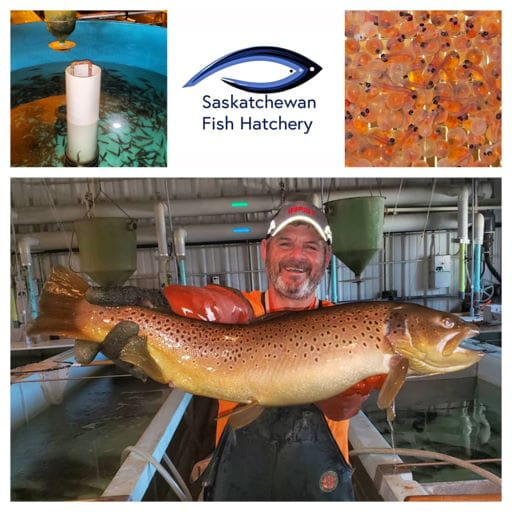 a man is smiling and holding a large trout in fron of the camera. In the corners of the image are fish eggs being incubated and the Saskatchewan Fish Hatchery logo in the middle of the two photos.