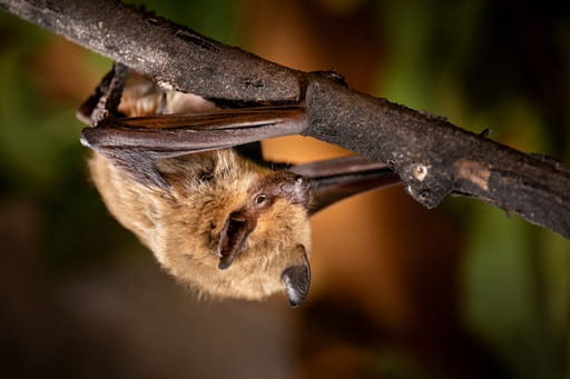 A big brown bat hangs upside down, clinging to a branch with his wings