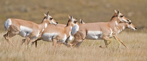 Five pronghorn running across a field