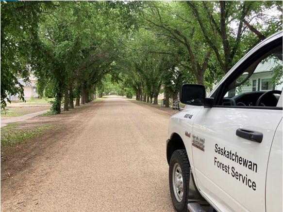 White truck on a road lined with green elm trees