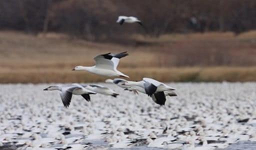 Four white birds flying over a white ground with a brown background with bare trees with no leaves