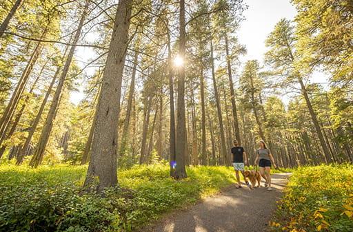 Two people walk a dog along a paved trail through a sunlit pine forest, with tall trees, green undergrowth, and sunlight filtering through the branches.