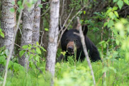 A black bear is sitting in the grass behind a tree and branches, staring directly at the camera curiously