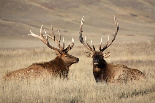 Two elk in a field of tall yellow grass in Saskatchewan