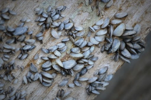 a cluster of zebra mussels attached to a pier
