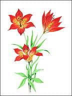 Western Red Lily