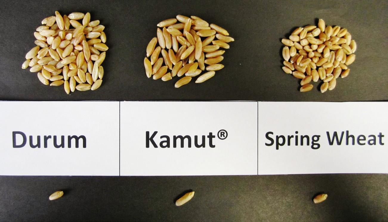 Wheat Khorasan Wheat Cereals Barley, Wheat, Oats, Triticale