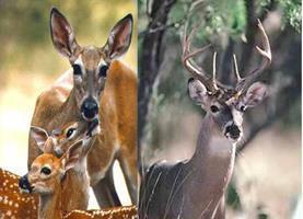 Pasture And Forage For White Tailed Deer Elk And Deer -